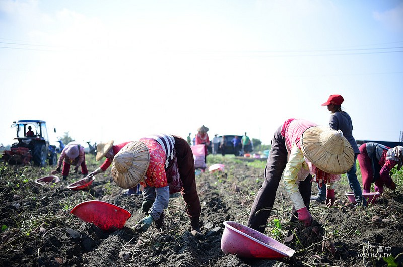 每一次低頭都是向土地致敬！體驗農人們的蕃薯精神_img_24